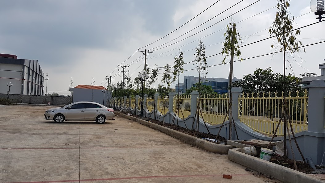 Trồng cây Hoàng nam tại  Cty Việt Dũng SG