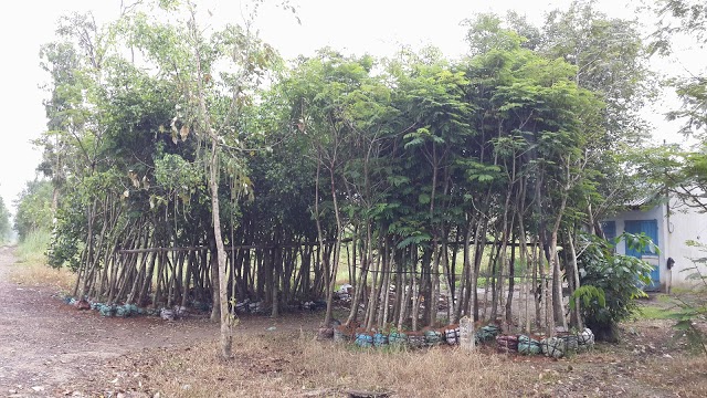 345 - Vườn ươm cây Lim xẹc